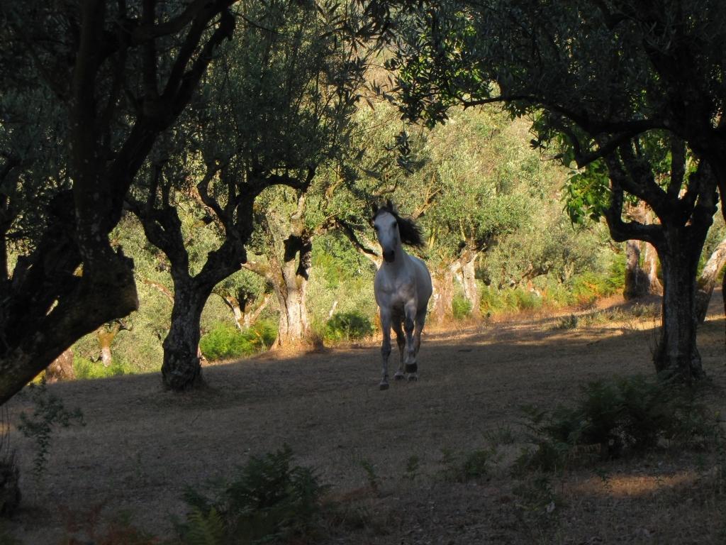 הוילה Ferreira do Zêzere Quinta Do Cerquito מראה חיצוני תמונה