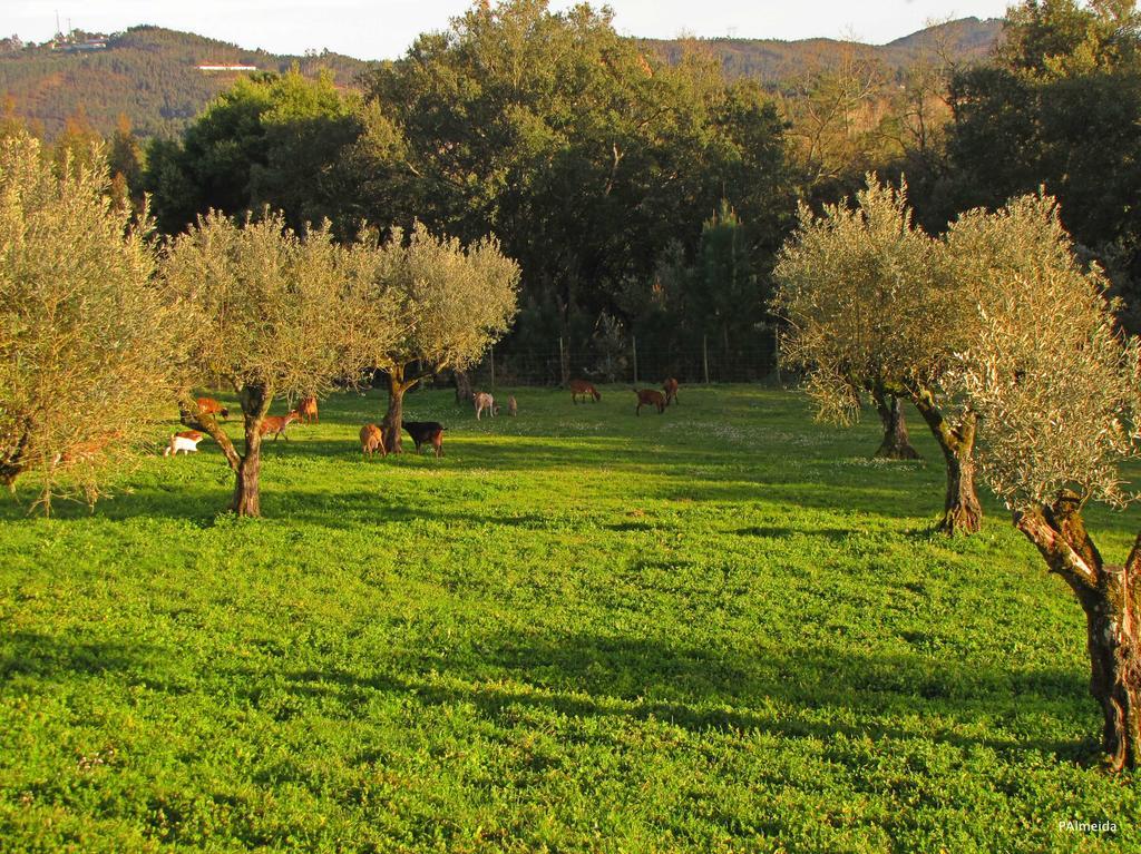 הוילה Ferreira do Zêzere Quinta Do Cerquito מראה חיצוני תמונה