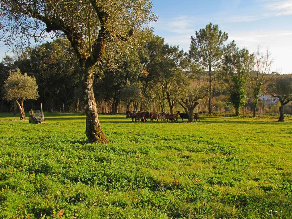 הוילה Ferreira do Zêzere Quinta Do Cerquito מראה חיצוני תמונה