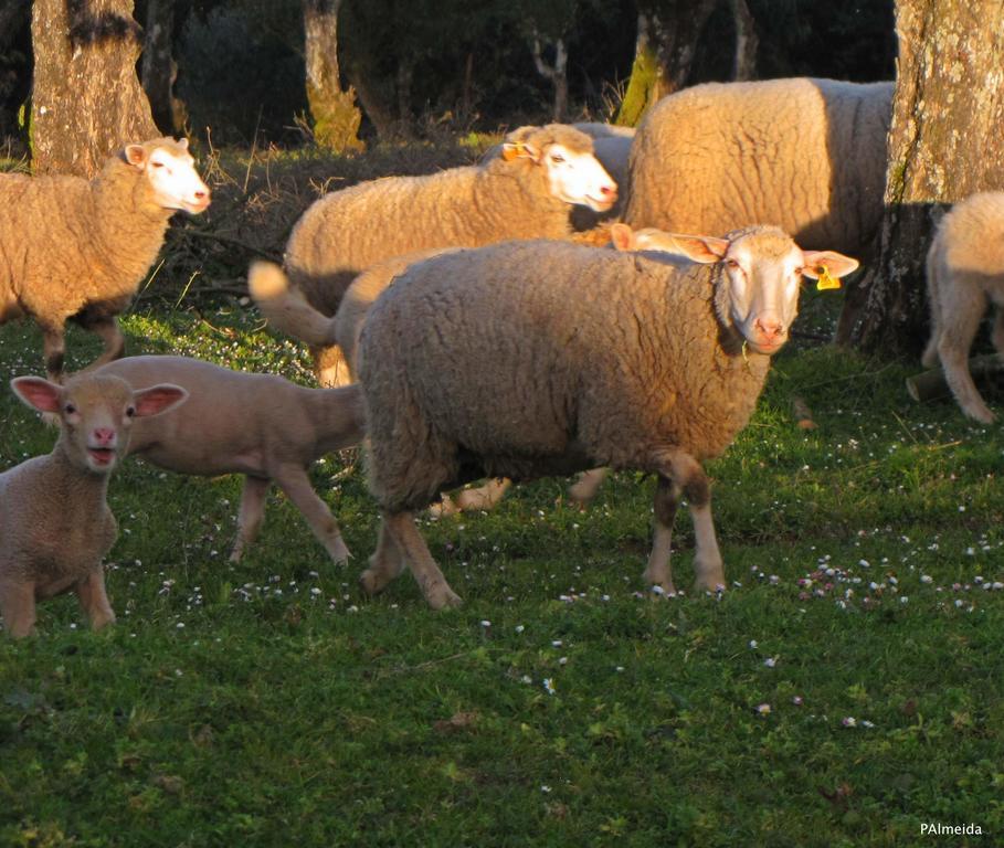 הוילה Ferreira do Zêzere Quinta Do Cerquito מראה חיצוני תמונה